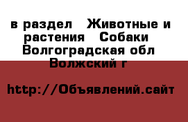  в раздел : Животные и растения » Собаки . Волгоградская обл.,Волжский г.